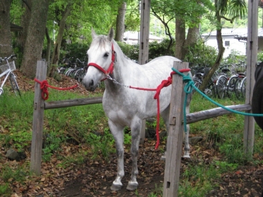 葵祭に参加したお馬さん