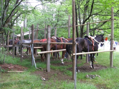 葵祭に参加したお馬さんたち