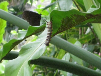 ツマムラサキマダラの成虫・幼虫
