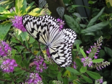 花とオオゴマダラ