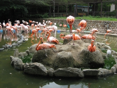 フラミンゴ池,抱卵中のフラミンゴ