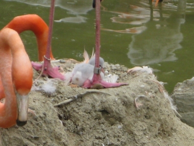 ふ化から3日のヒナ 1