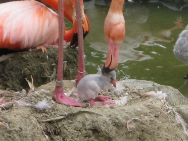 ふ化から3日のヒナ 4