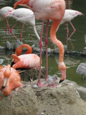ふ化から3日のヒナと親鳥