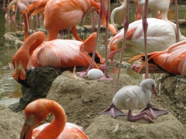 フラミンゴのヒナ 親の足元で