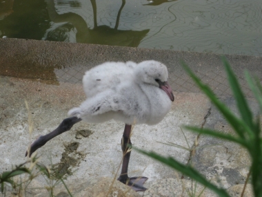 フラミンゴのヒナ