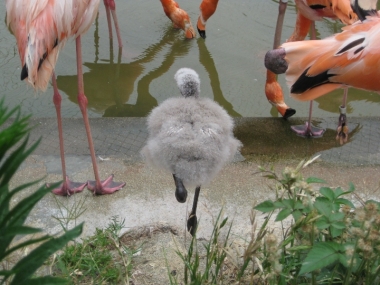 フラミンゴのヒナと親鳥