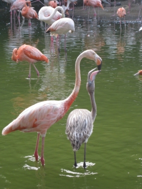 フラミンゴのヒナと親鳥