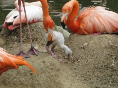 親フラミンゴとヒナ 3