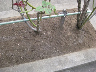 土をかぶせ作業完了