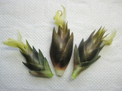 秋茗荷