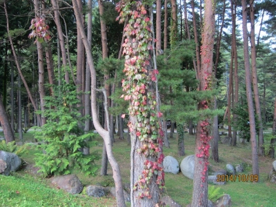紅葉の蔦が絡んだカラマツ、アカマツ
