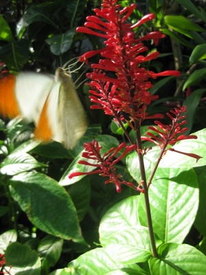 赤い花の蜜を吸うツマベニチョウ