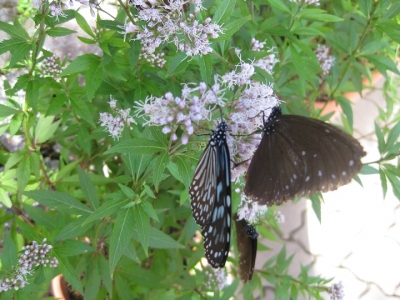 フジバカマの花 蜜を吸うチョウ 2