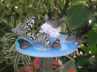 昆虫館で蜜皿の蜜を吸うチョウ