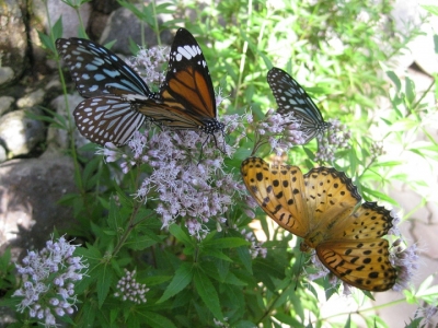 フジバカマの花 蜜を吸うチョウ 1