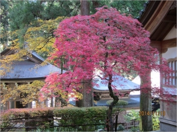 紅葉