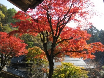 法堂前の紅葉