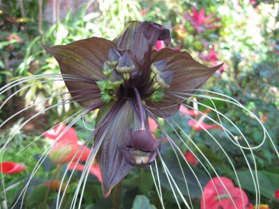 名前の分からない植物 1
