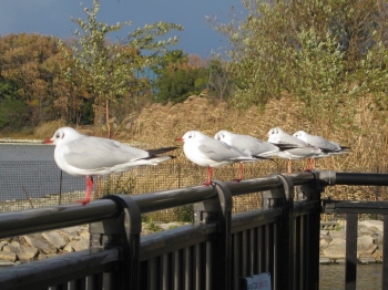 ユリカモメ 1