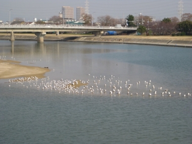 カモメたち,武庫川の中州で1