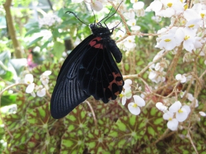 初々しいナガサキアゲハ1