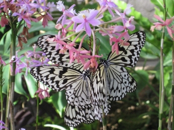 ランの蜜を吸うオオゴマダラ