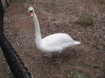 近寄ってきたコブハクチョウ