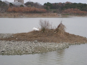コブハクチョウ 小島で