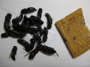 クロスズメバチ素揚げ? お菓子