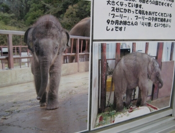 子象 結希 2