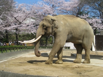 カボチャを食べるマック