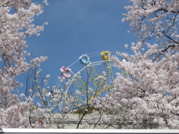 桜と観覧車