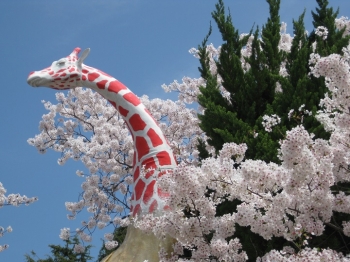 桜とキリンの像