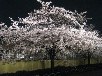 パンダ館の桜