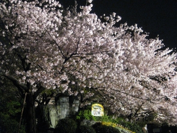 正面ゲート入った所の桜