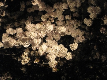 手まりのような桜