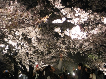 夜桜通り抜け 見物者 写真を撮る