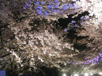 桜並木 動物園北出口