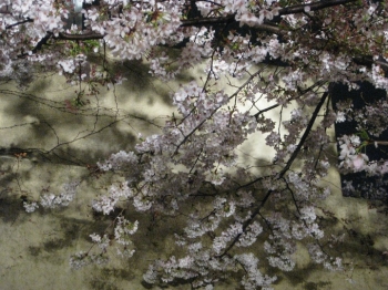 夜桜 妖しげ