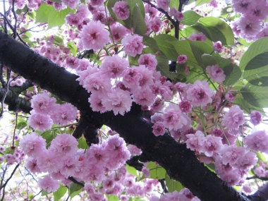 珠数掛桜
