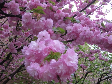 紅華