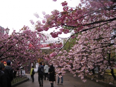 桜通り抜け出口付近の八重桜