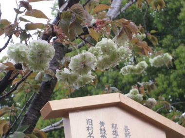 園里黄桜