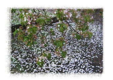花が散ったオオシマザクラ