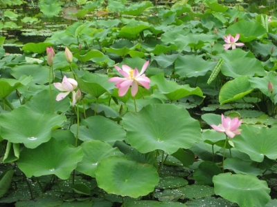ハスの花
