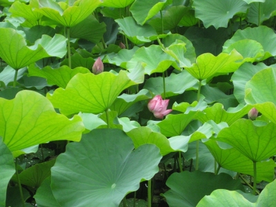 ハスの蕾 1