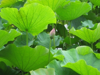 ハスの蕾 2