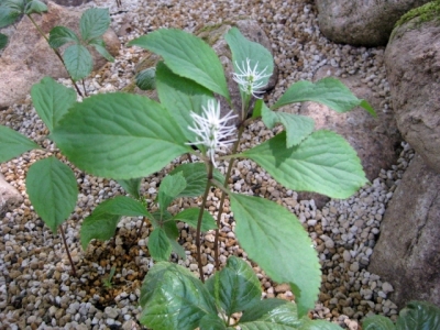 一人静