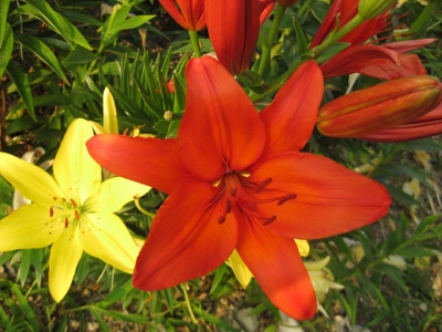 百合の花越しに見た海